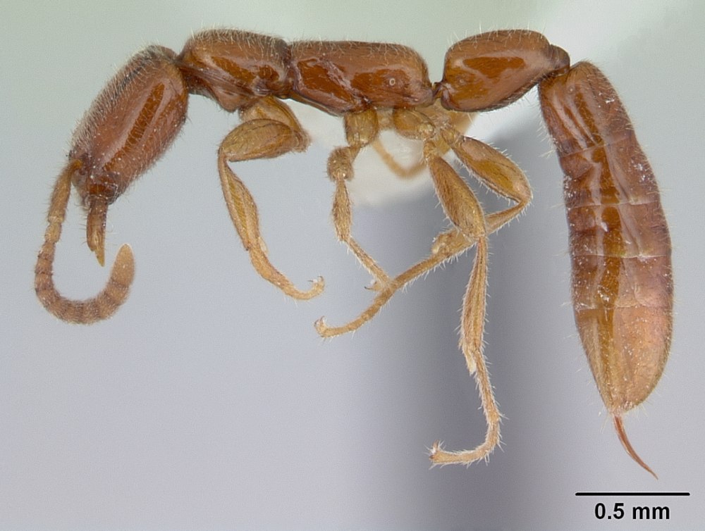 Leptanillinae