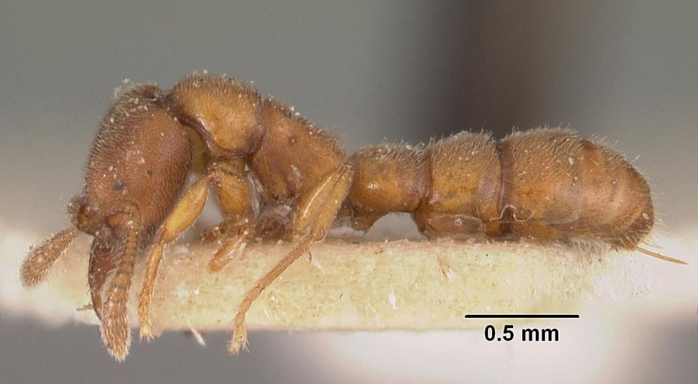 Stigmatomma reclinatum