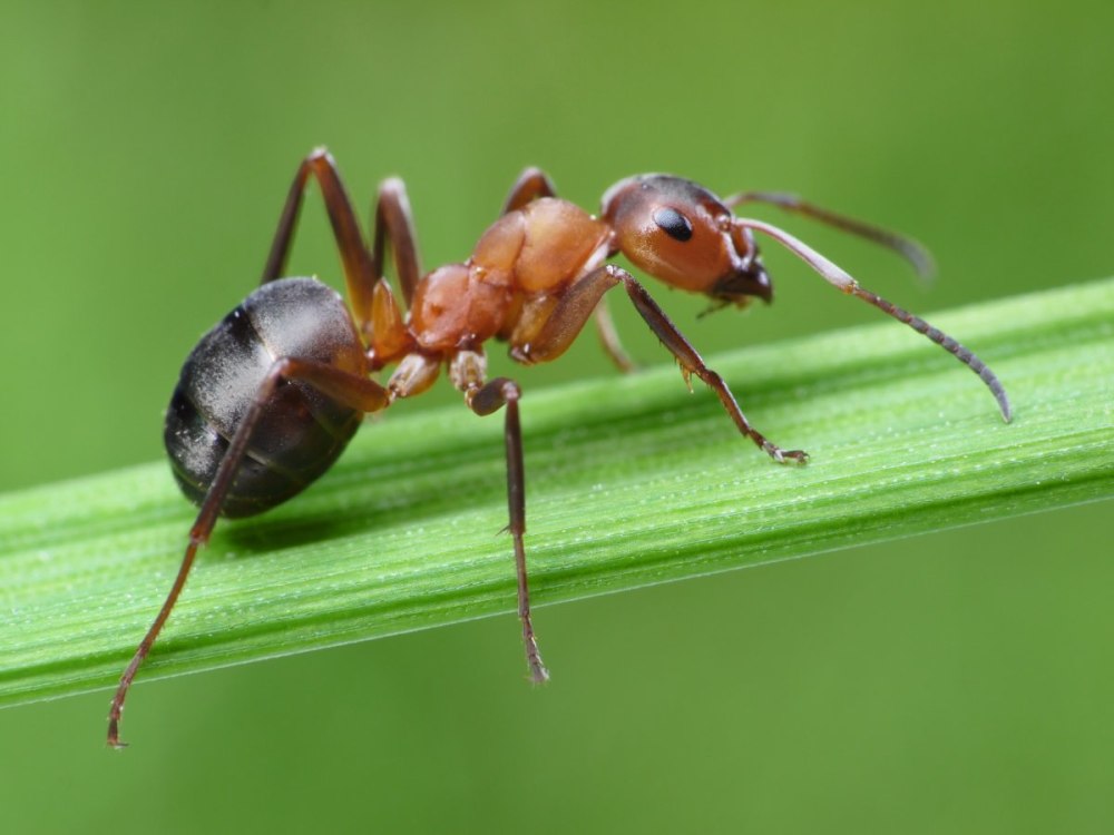 Муравьи amblyoponinae