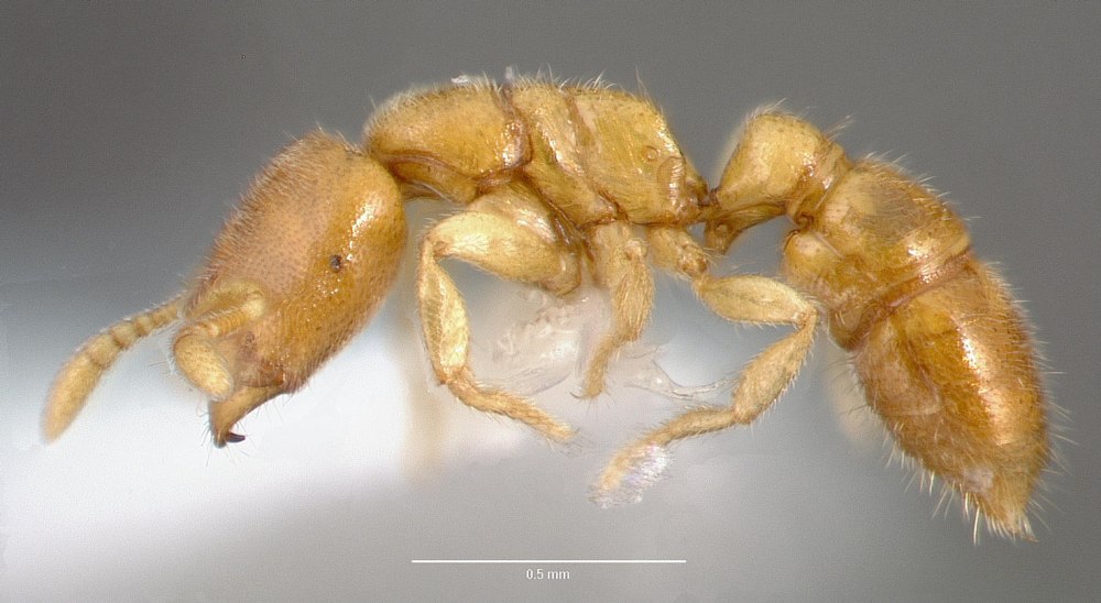 Amblyoponinae