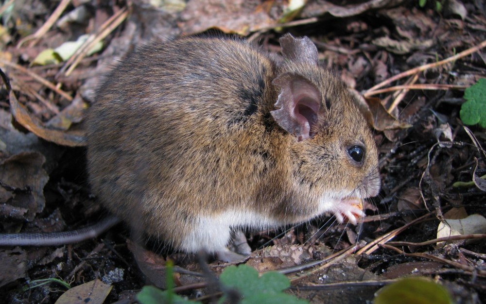 Лесная мышь (Apodemus sylvaticus)