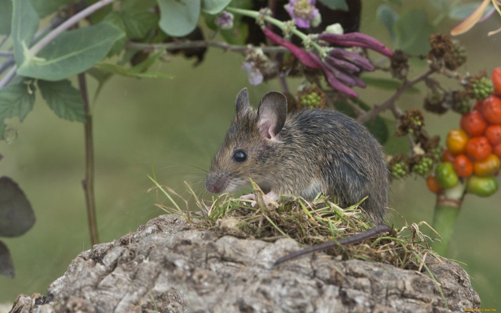Sylvaemus uralensis