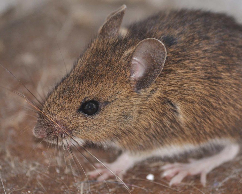 Apodemus peninsulae