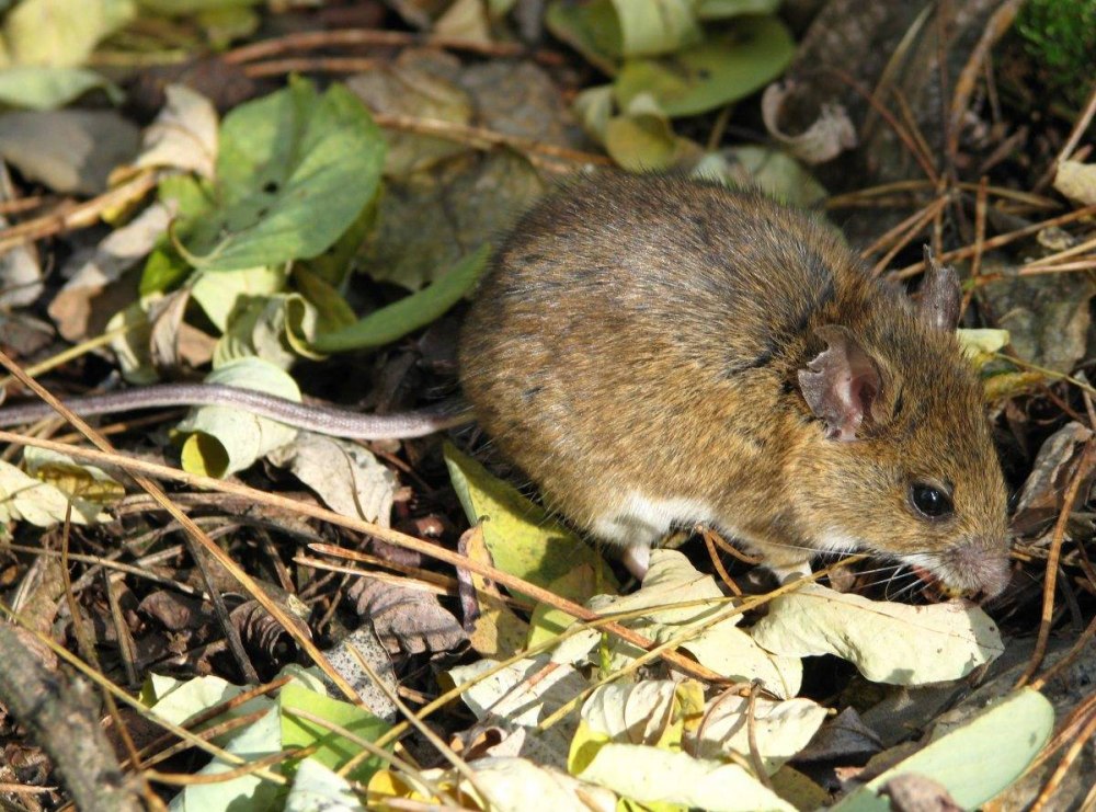Apodemus flavicollis
