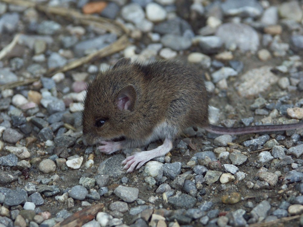 Apodemus uralensis
