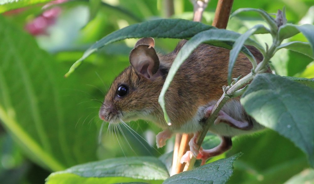 Apodemus uralensis