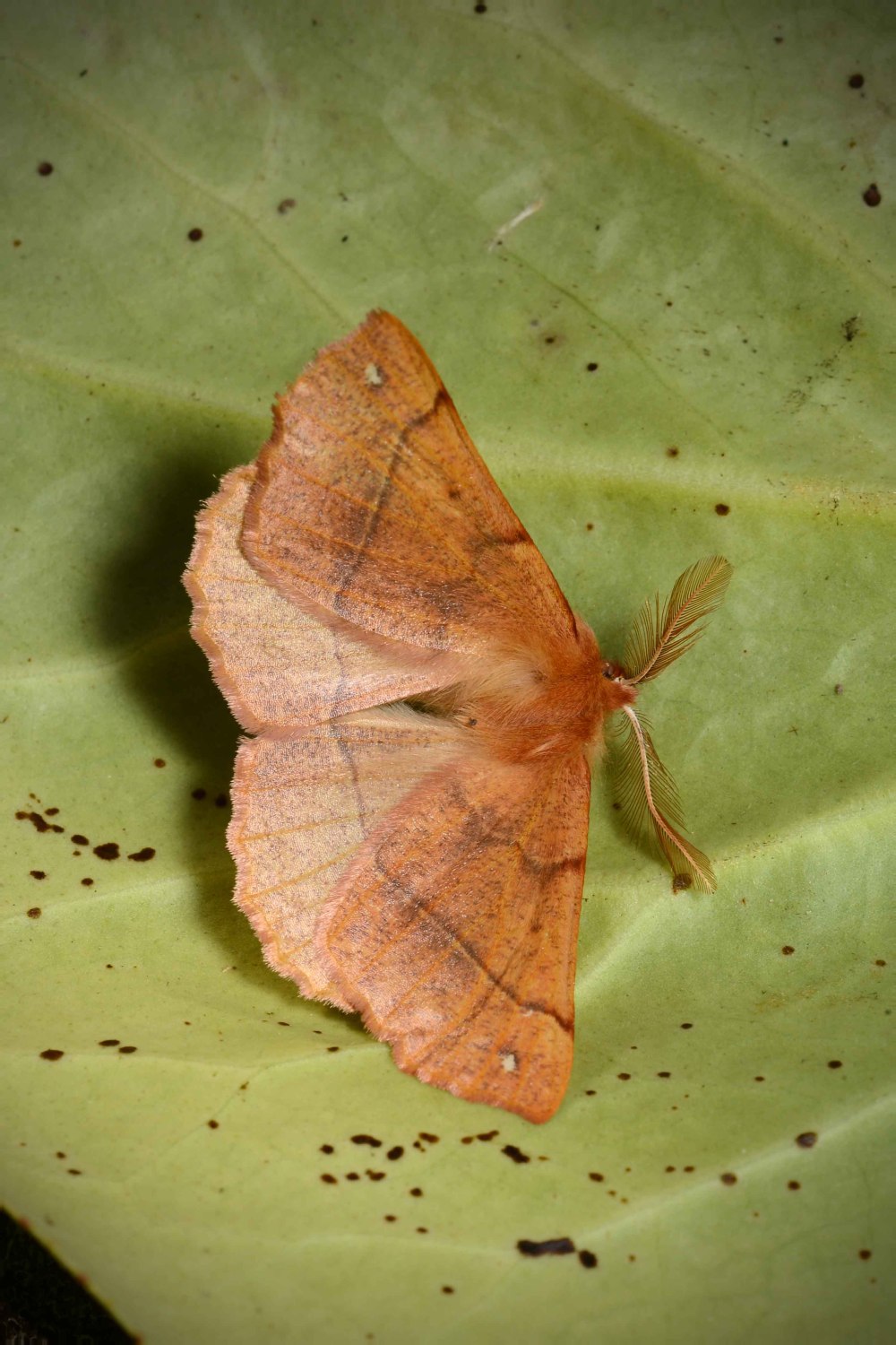 Colotois pennaria
