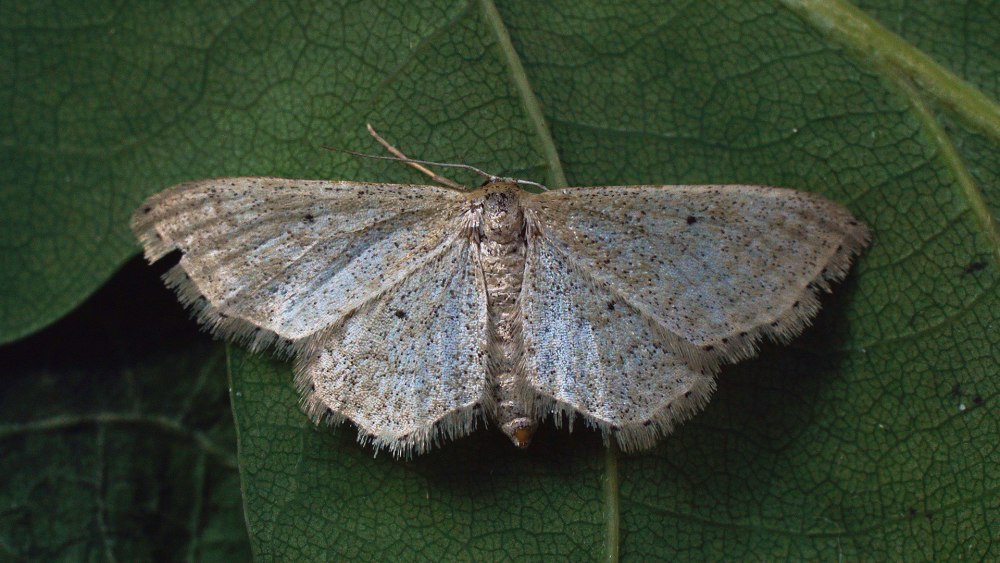 Пяденица idaea inquinata