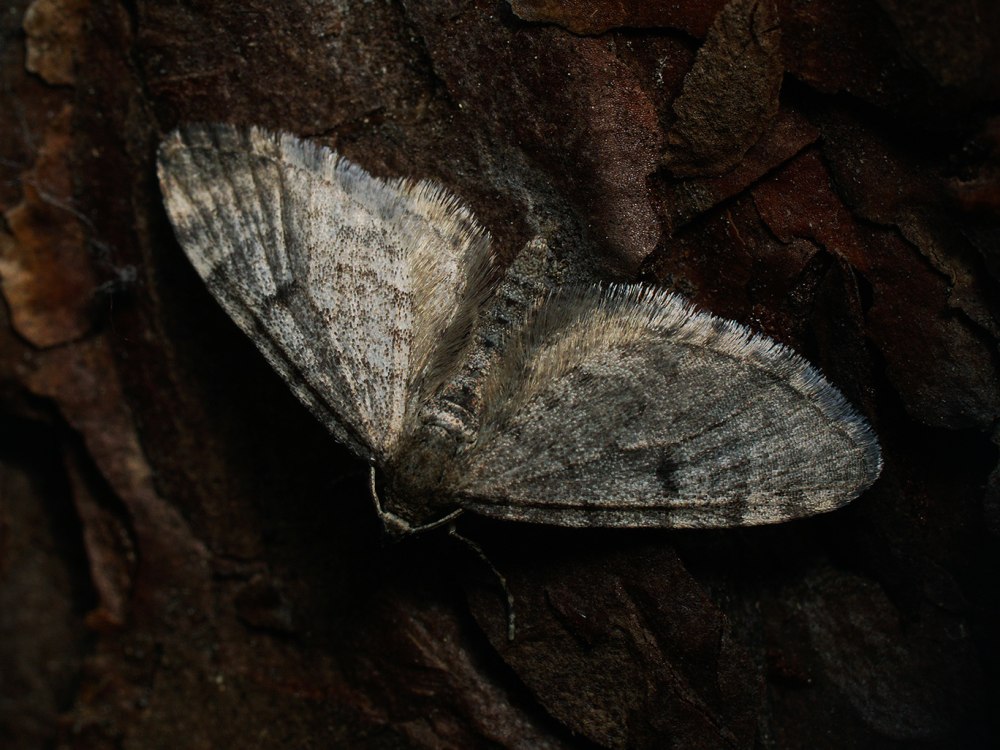 Род цветочные пяденицы – Eupithecia