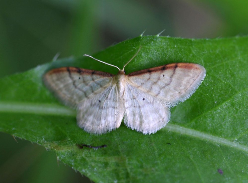 Idaea subsericeata