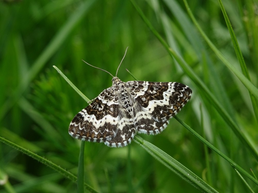 Пяденица грустная Epirrhoe tristata (Linnaeus, 1758)