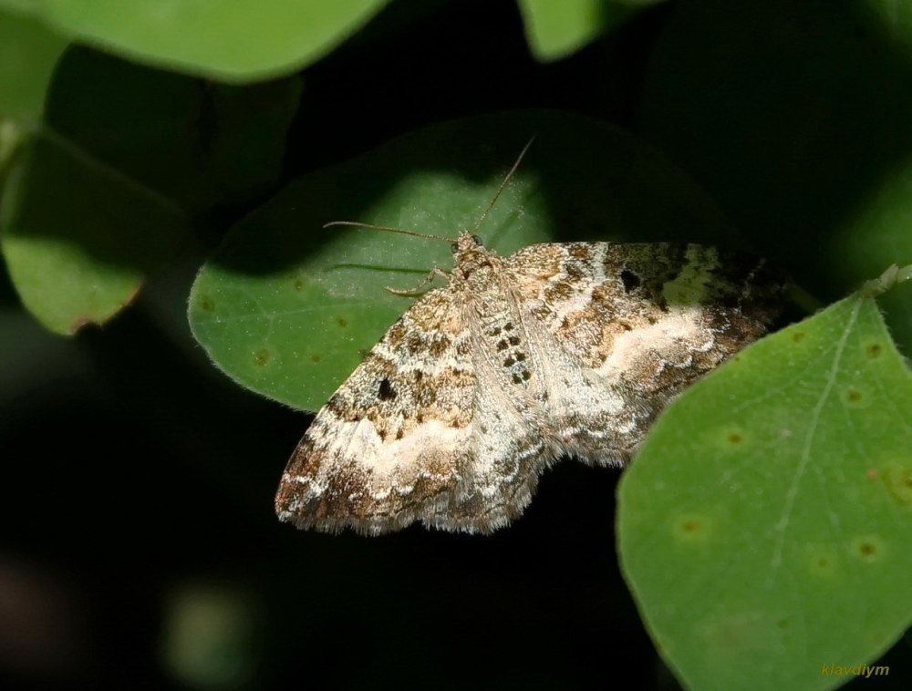Пяденица великолепная (Iotaphora Admirabilis)