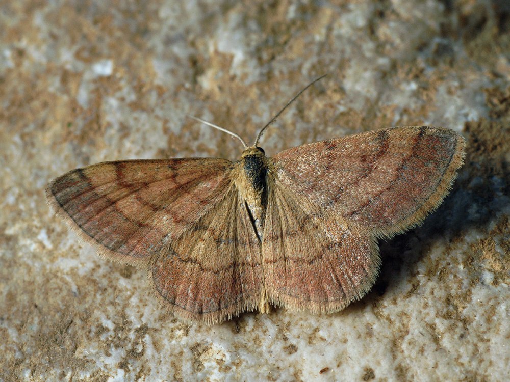 Бабочка Пяденица Scopula rubiginata