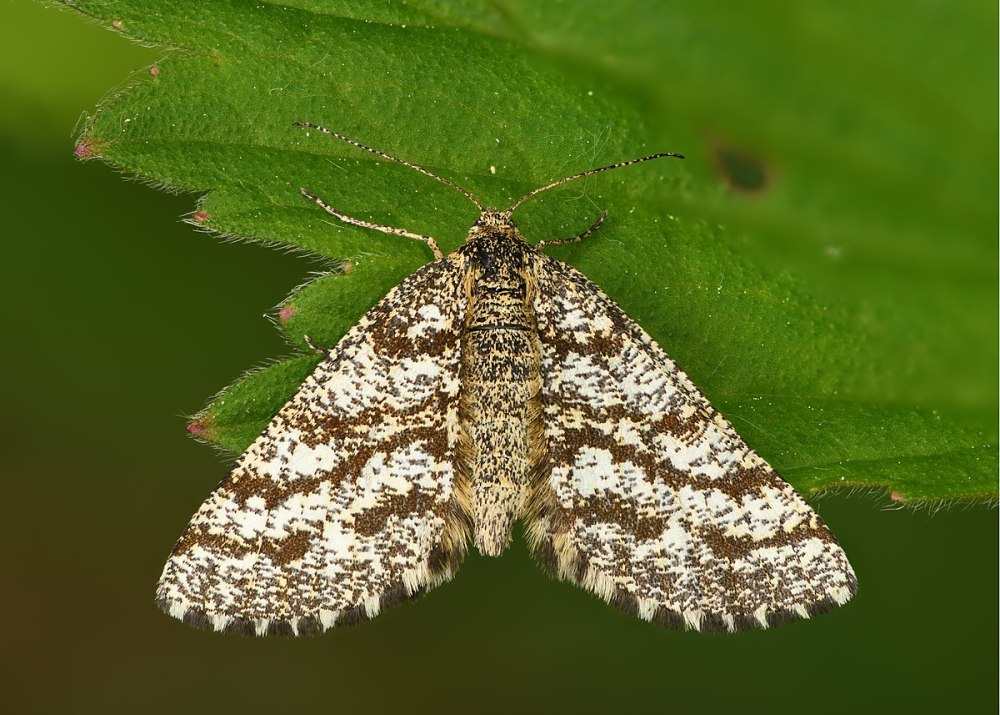 Ematurga atomaria