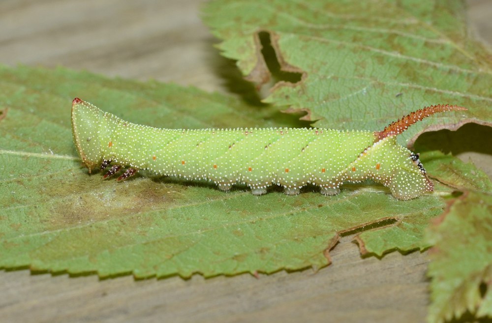 Amorpha juglandis