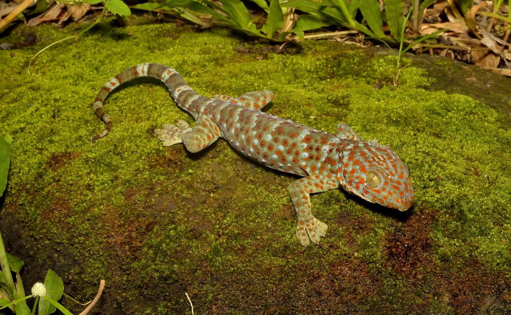 Токи (Gekko Gecko)