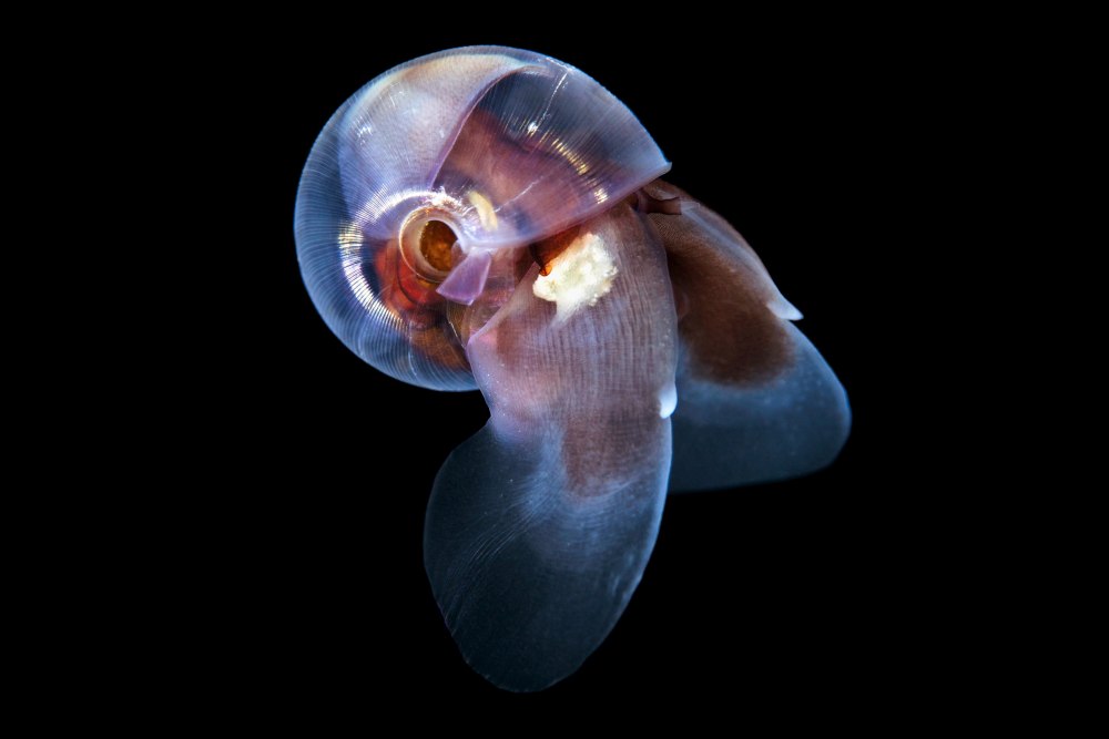 Limacina helicina