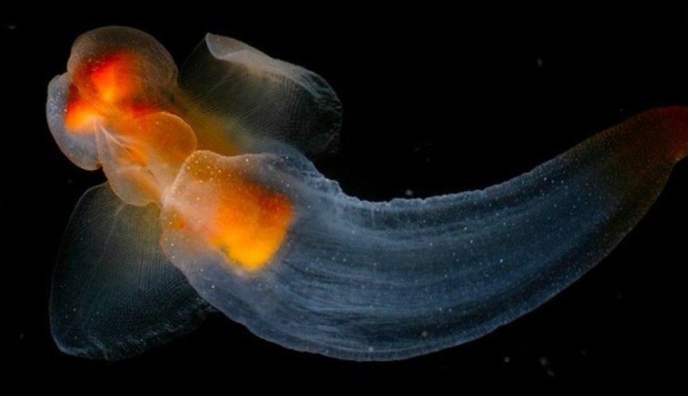 Spiratella моллюск
