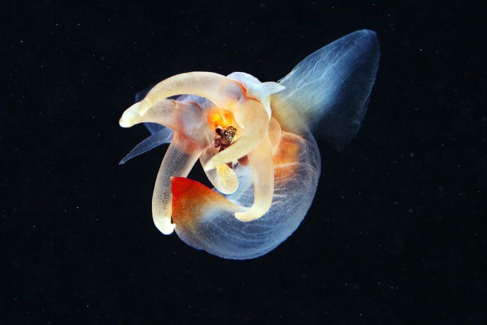 Северный клион морской ангел