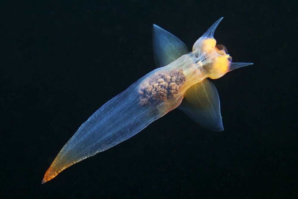 Северный клион морской ангел моллюск