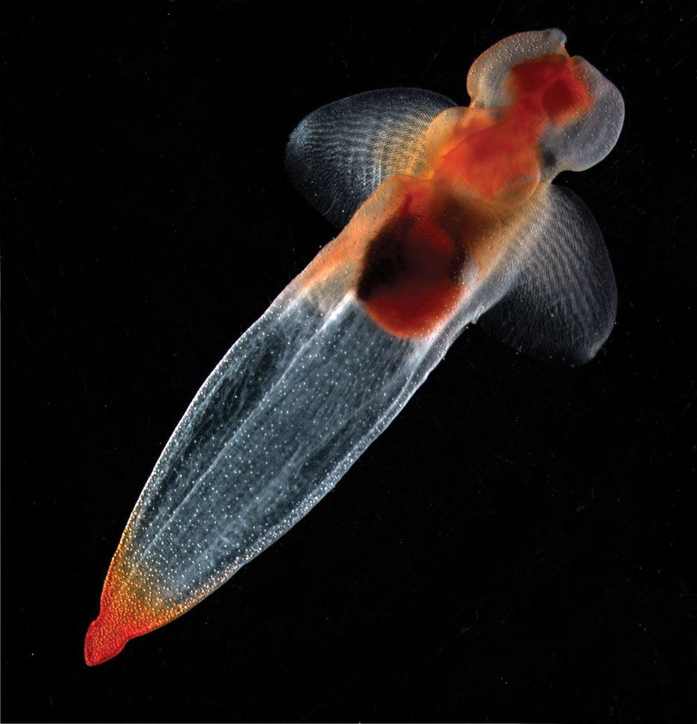 Фото Clione