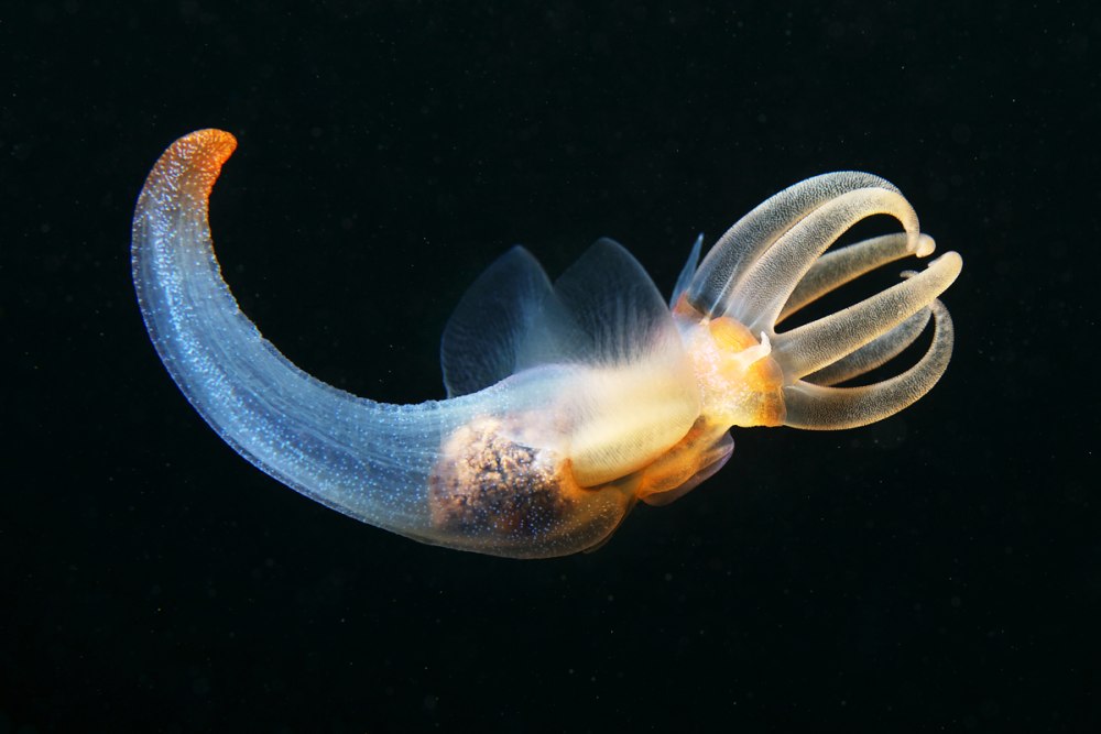 Clione limacina - глубоководный моллюск.