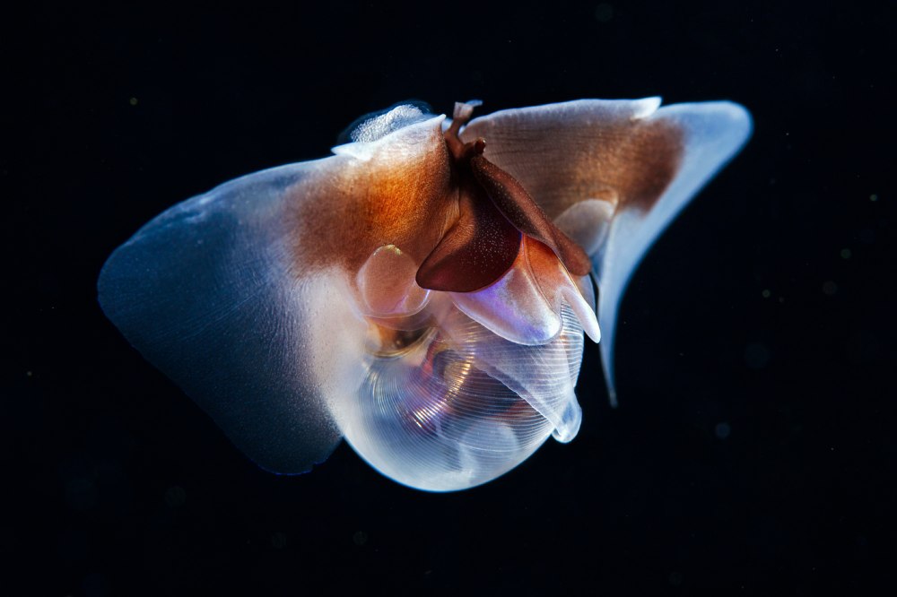 Крылоногий моллюск, лимацина (limacina helicina)