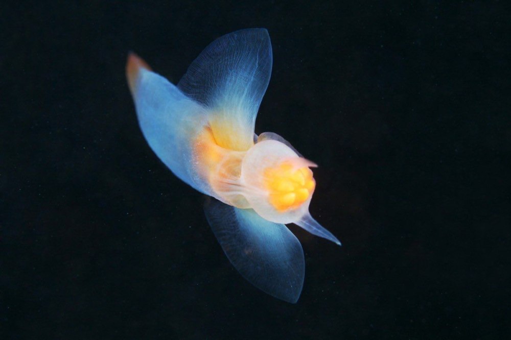 Clione limacina - глубоководный моллюск.