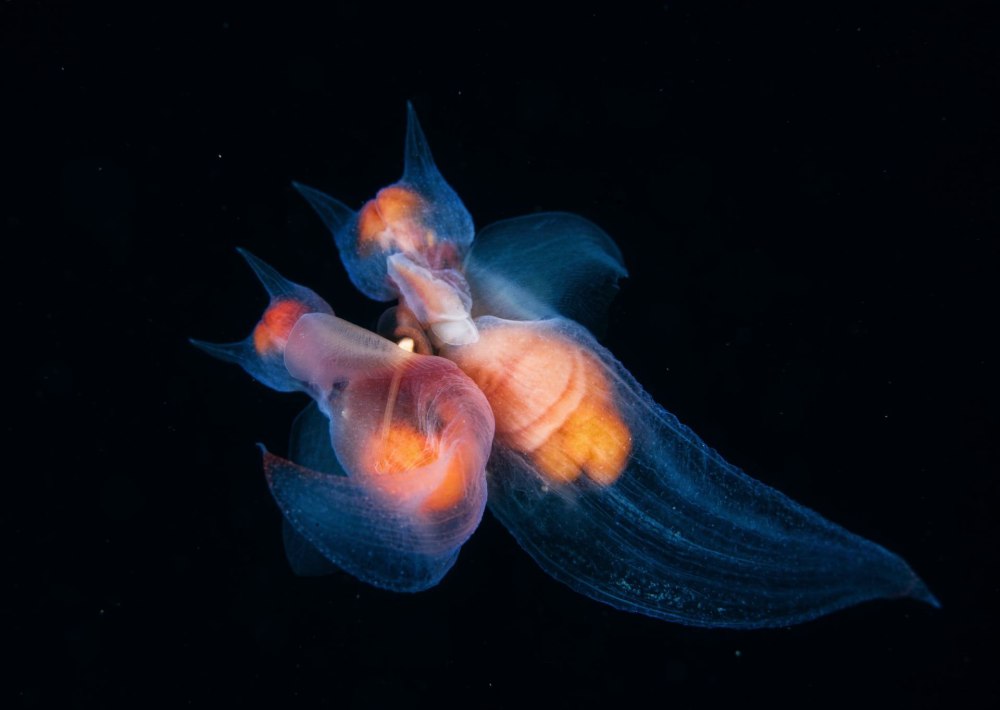 Северный клион морской ангел