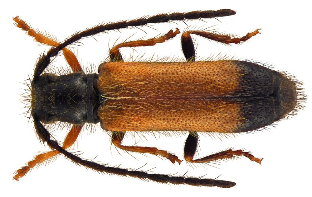 Tetrops praeusta