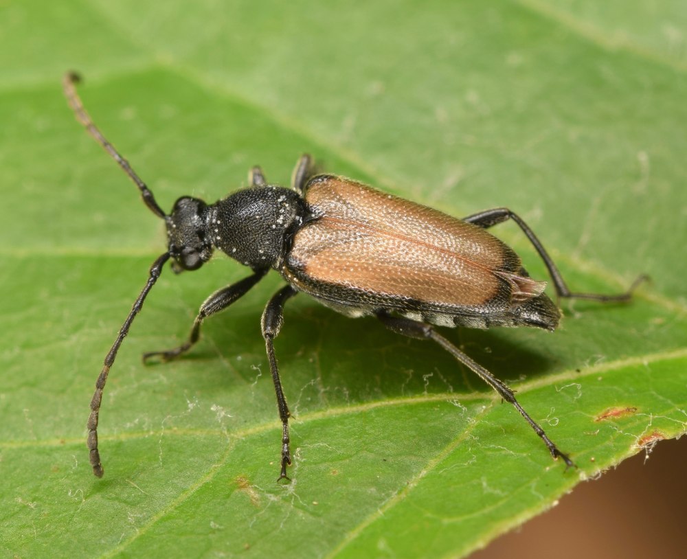 Жук Cassida circumdata