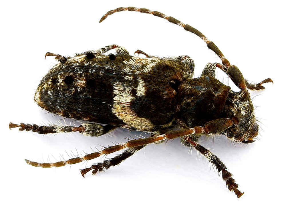 Pogonocherus fasciculatus
