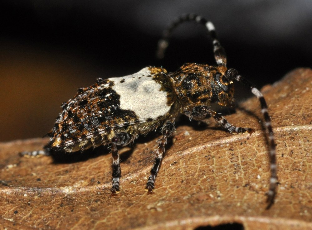 Pogonocherus