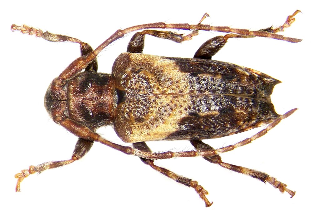 Pogonocherus hispidus