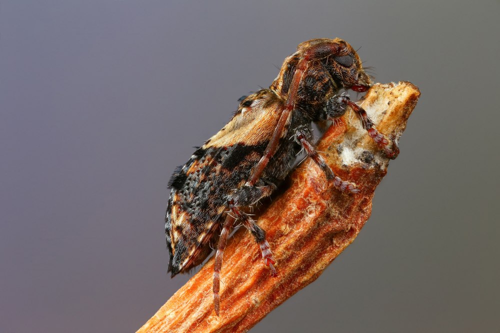 Pogonocherus hispidus