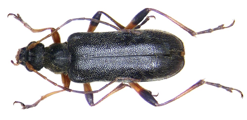 Anoplodera rufipes