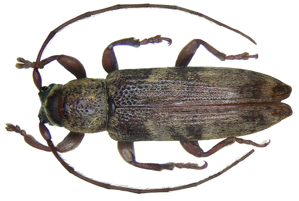 Cerambycidae