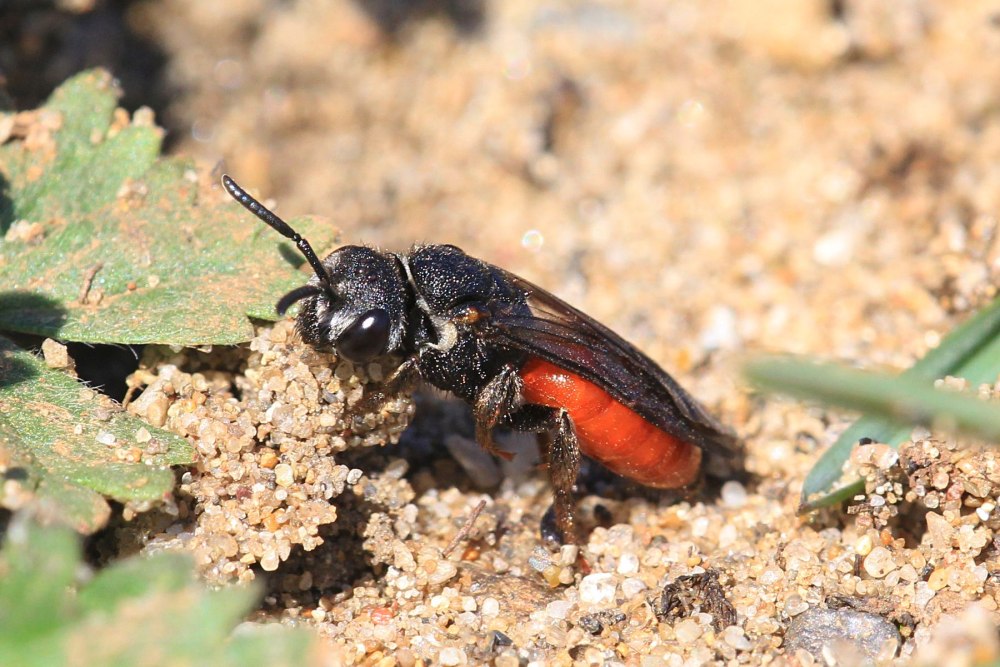 Sphecodes albilabris