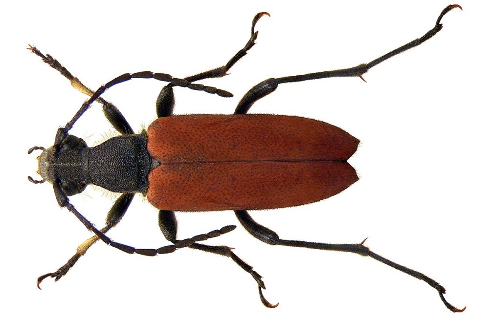 M.sanguinolenta, m.vulgaris