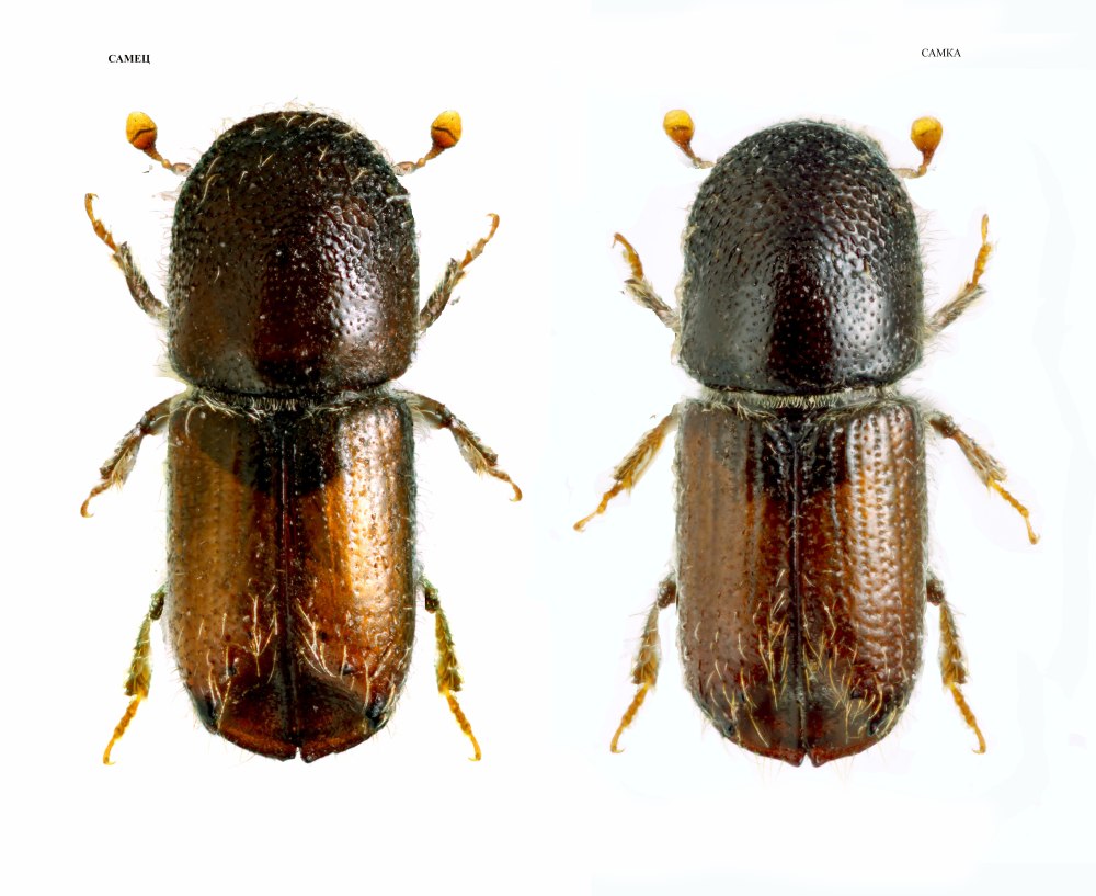 IPS acuminatus (Gyll.)