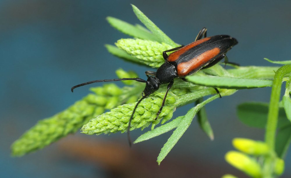 Wallpapers Abisara bifasciata