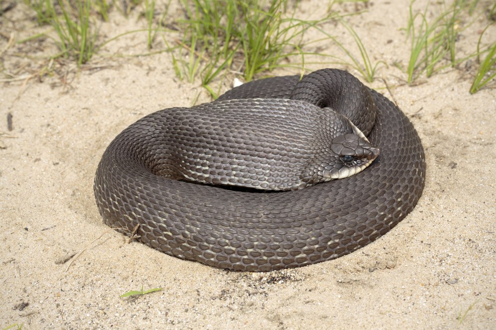 Heterodon platirhinos