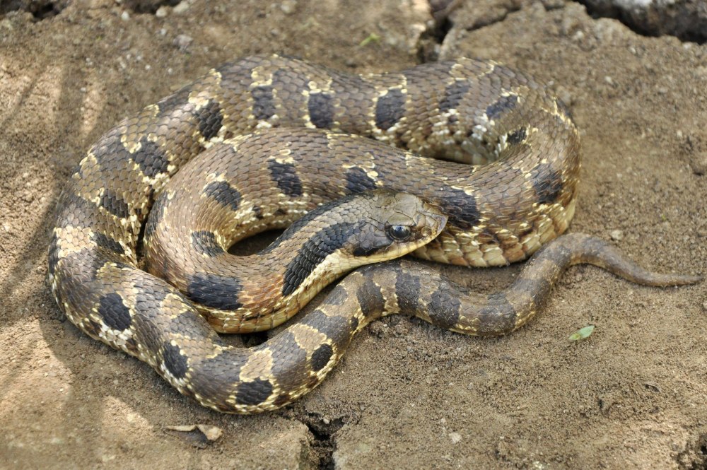 Heterodon platirhinos