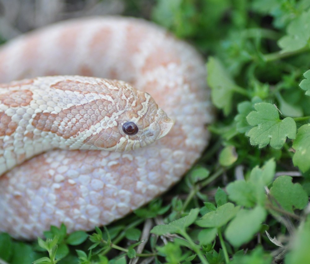 Hognose змея