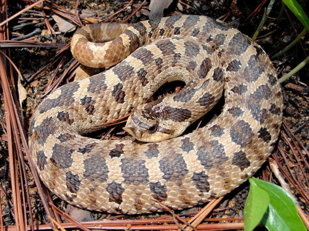 Hognose Snake