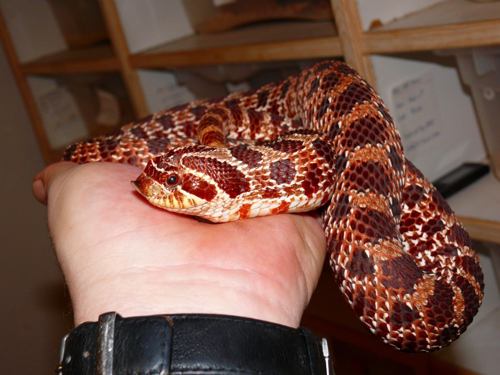 Hognose змея