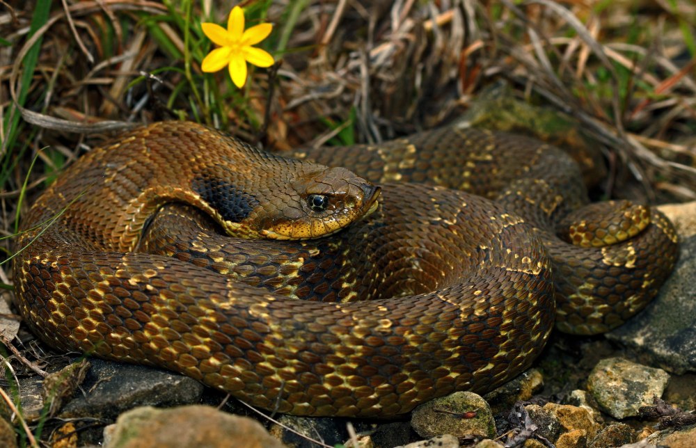 Heterodon platirhinos