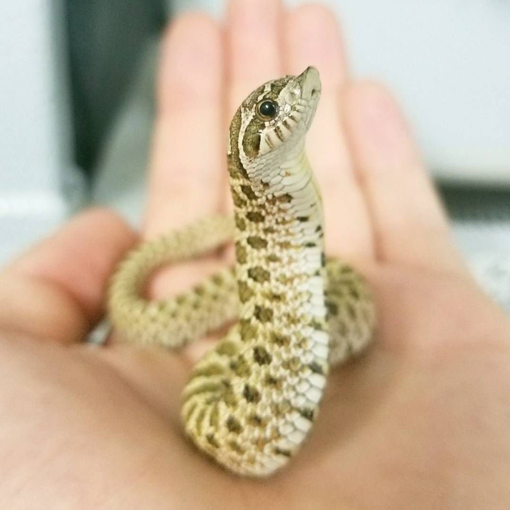 Уж свиноносый "Albino"