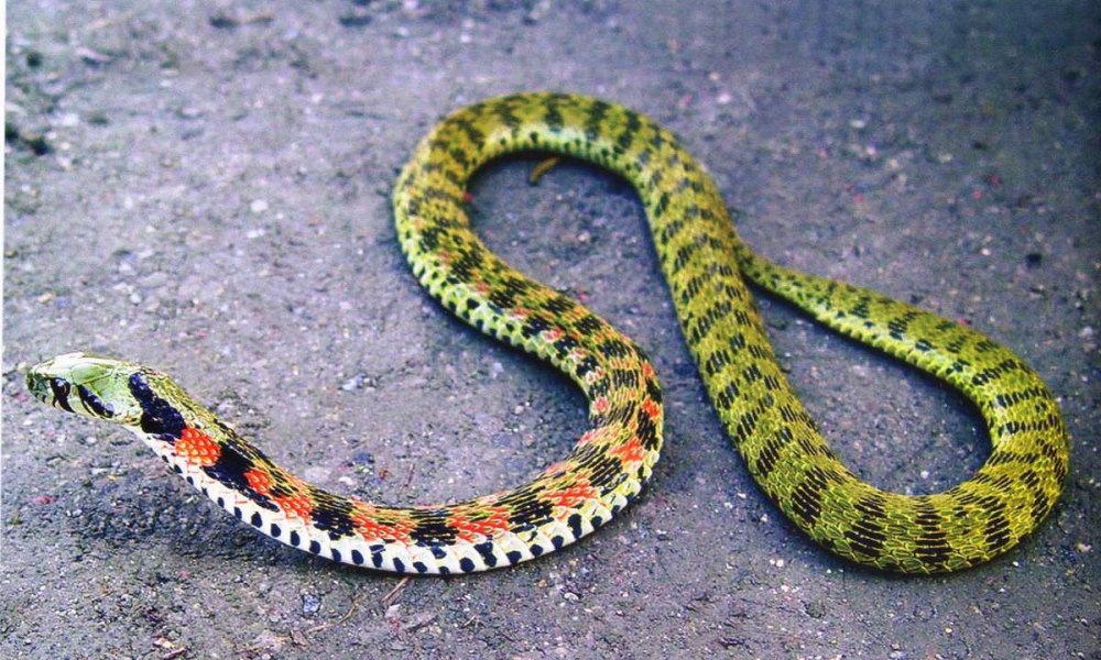 Тигровая змея (Notechis scutatus)