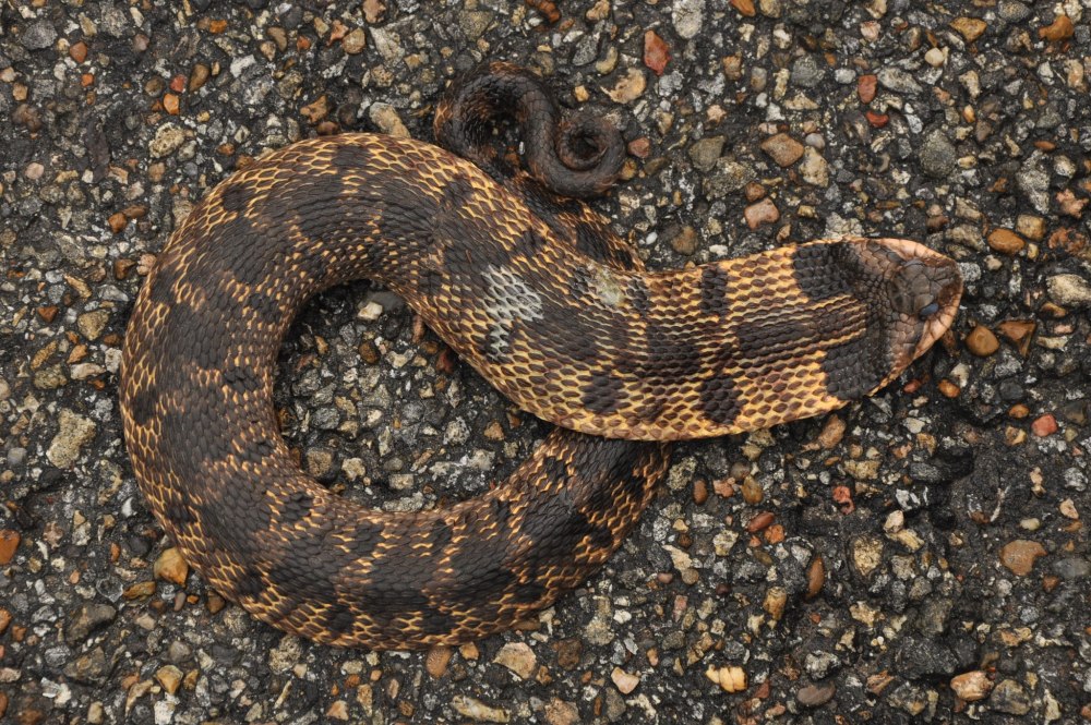 Heterodon platirhinos